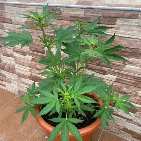 Royal ak automática  growlog timeline photo