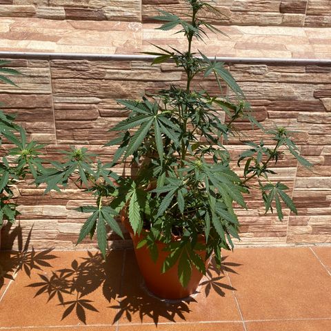 White widow automática  growlog timeline photo