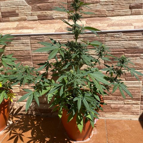 White widow automática  growlog timeline photo