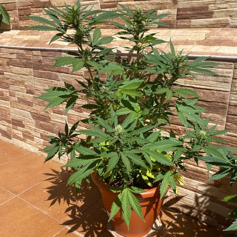 Royal ak automática  growlog timeline photo