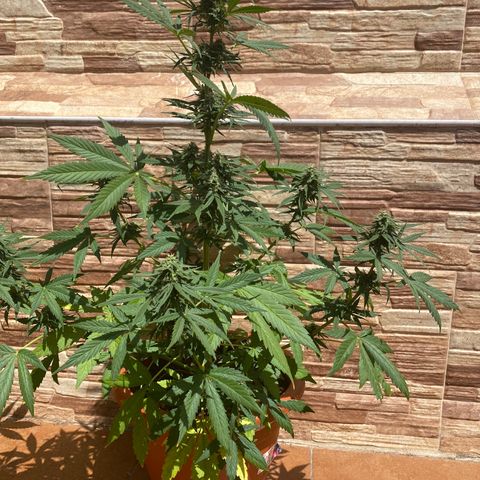 White widow automática  growlog timeline photo
