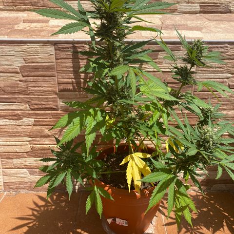 Royal ak automática  growlog timeline photo