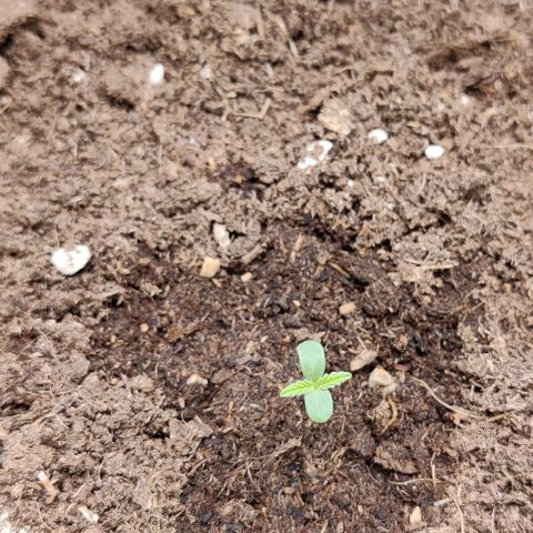 Northem light  growlog timeline photo
