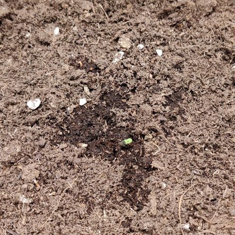 Northem light  growlog photo: Passaggio da germinazione a piantina 