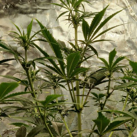 Northem light  growlog timeline photo