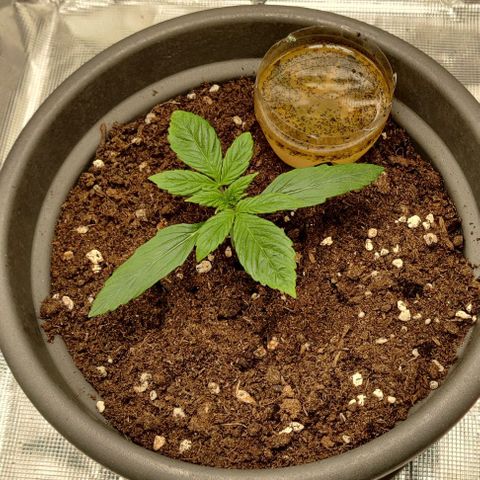 Northem light  growlog timeline photo