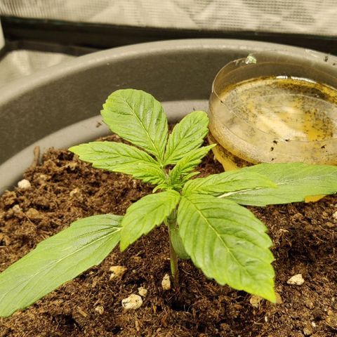 Northem light  growlog timeline photo