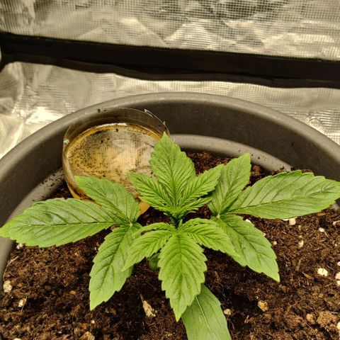 Northem light  growlog timeline photo