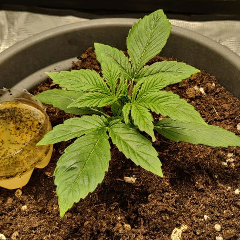 Northem light  growlog timeline photo