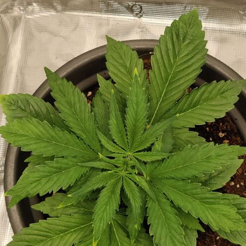 Northem light  growlog timeline photo