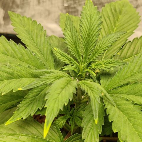 Northem light  growlog timeline photo
