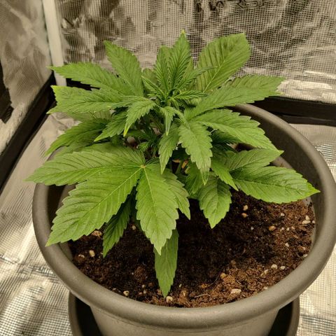 Northem light  growlog timeline photo