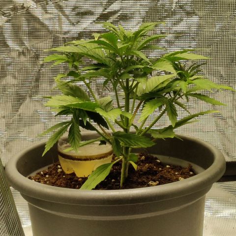 Northem light  growlog timeline photo