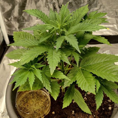 Northem light  growlog timeline photo