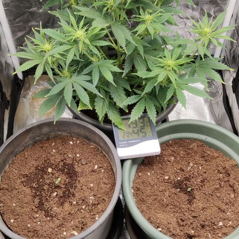 Northem light  growlog timeline photo
