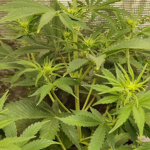 Northem light  growlog timeline photo