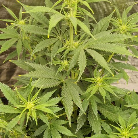 Northem light  growlog timeline photo
