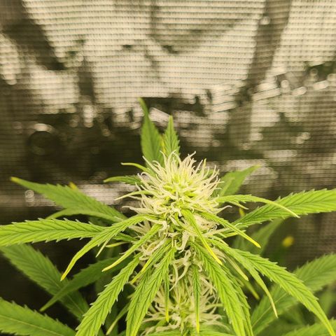 Northem light  growlog timeline photo