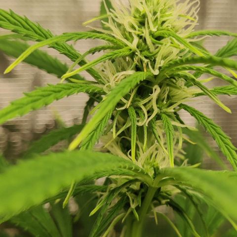 Northem light  growlog timeline photo