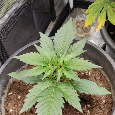 Banana Purple Punch Auto growlog timeline photo