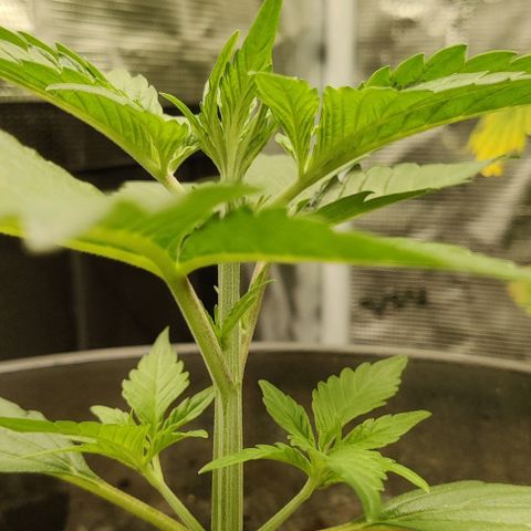 Banana Purple Punch Auto growlog timeline photo