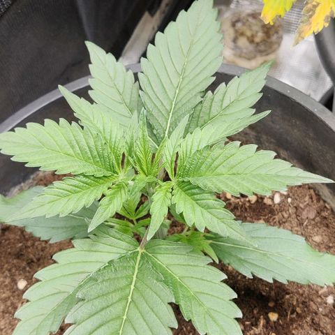 Banana Purple Punch Auto growlog timeline photo