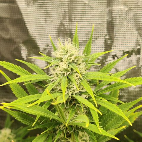 Northem light  growlog timeline photo