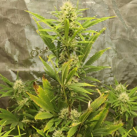 Northem light  growlog timeline photo