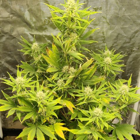 Northem light  growlog timeline photo