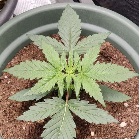 Northem light  growlog timeline photo