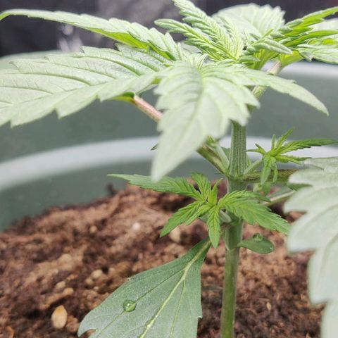 Northem light  growlog timeline photo