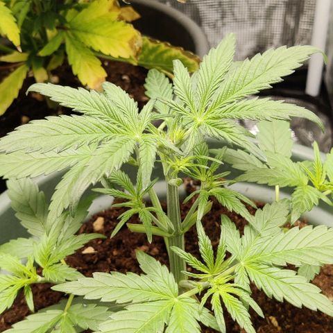 Northem light  growlog photo: Taglio foglie 