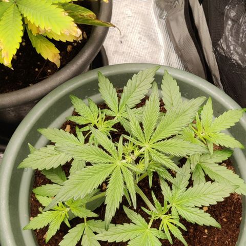 Northem light  growlog photo: Taglio foglie 