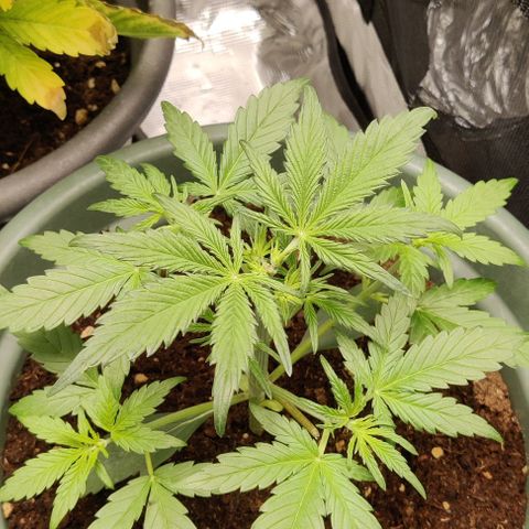 Northem light  growlog photo: Taglio foglie 