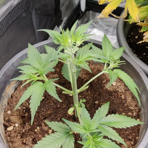 Banana Purple Punch Auto growlog timeline photo
