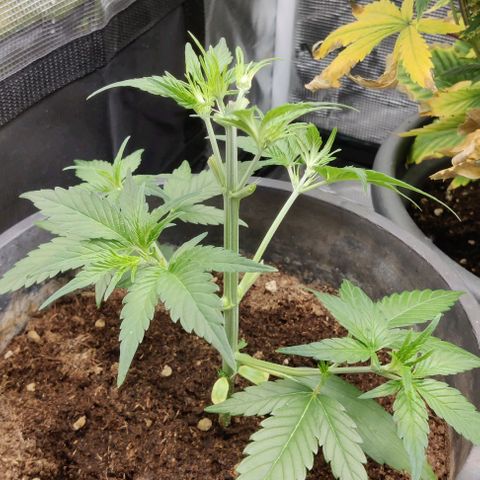 Banana Purple Punch Auto growlog timeline photo