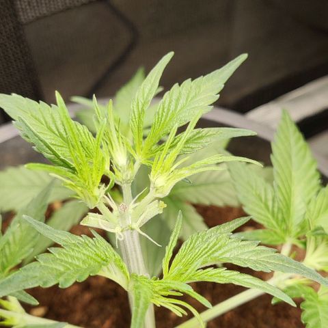 Banana Purple Punch Auto growlog timeline photo
