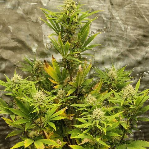 Northem light  growlog timeline photo