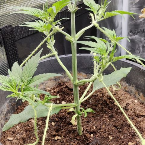Banana Purple Punch Auto growlog timeline photo
