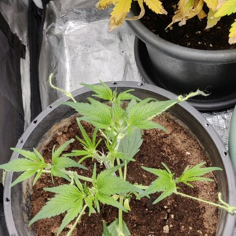 Banana Purple Punch Auto growlog timeline photo