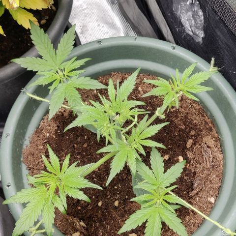 Northem light  growlog timeline photo