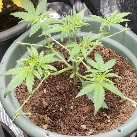 Northem light  growlog timeline photo