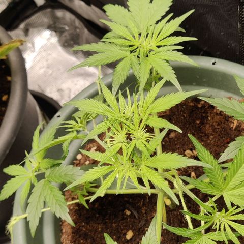 Northem light  growlog timeline photo
