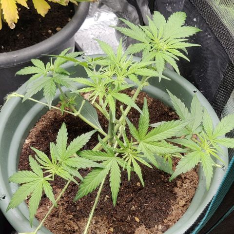 Northem light  growlog timeline photo
