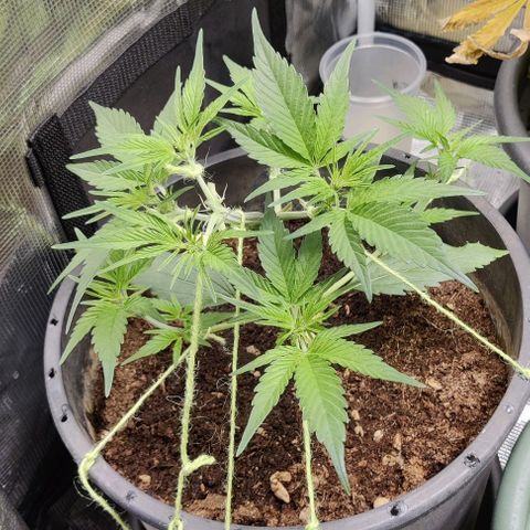 Banana Purple Punch Auto growlog timeline photo