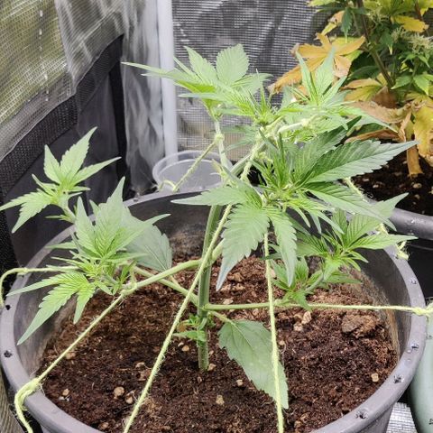 Banana Purple Punch Auto growlog timeline photo