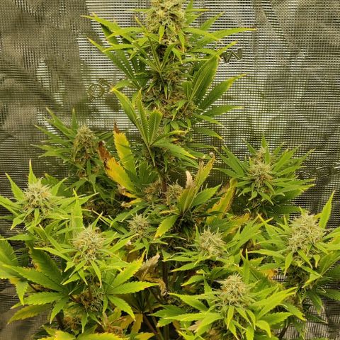 Northem light  growlog timeline photo