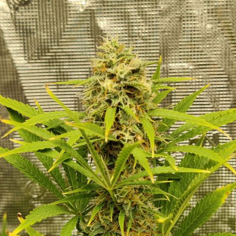 Northem light  growlog timeline photo