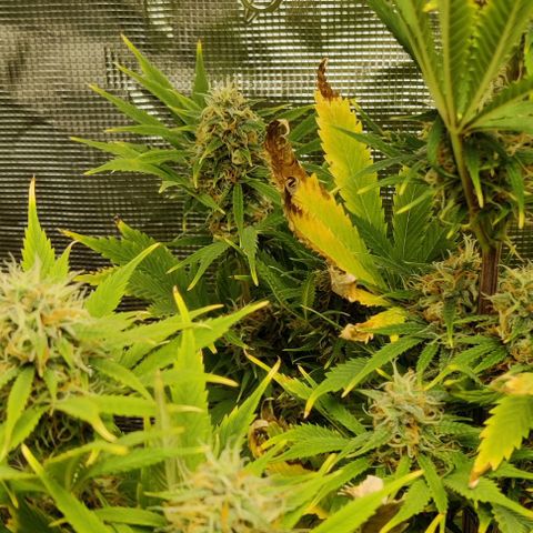 Northem light  growlog timeline photo