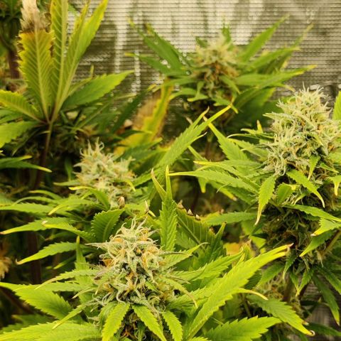 Northem light  growlog timeline photo